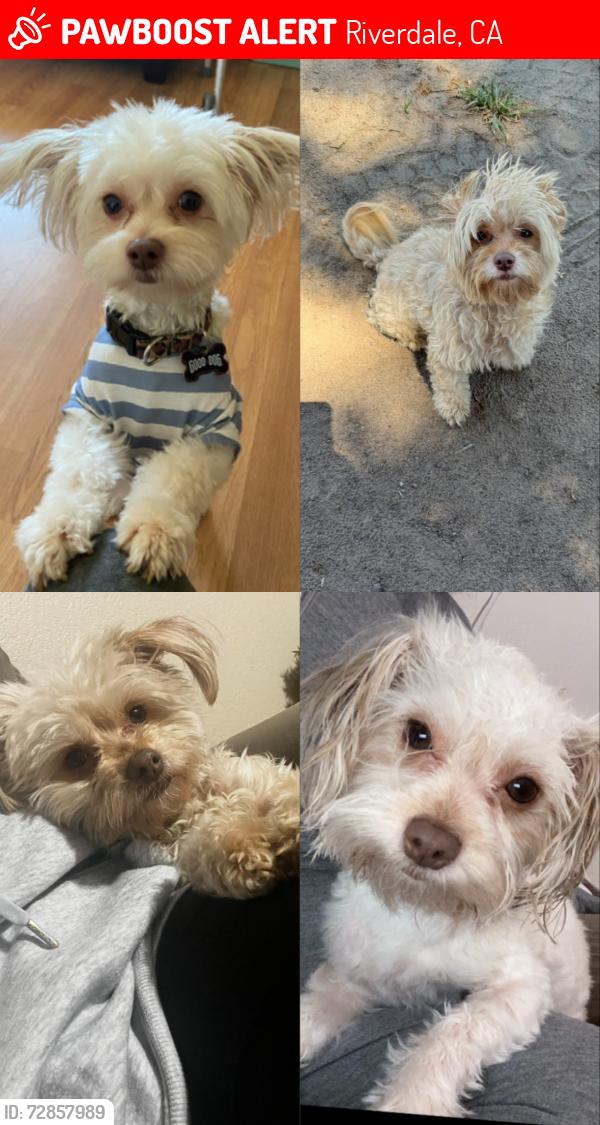 Lost Female Dog last seen Walnut Ave in Riverdale, Riverdale, CA 93656
