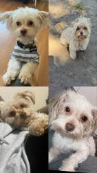 Lost Female Dog last seen Walnut Ave in Riverdale, Riverdale, CA 93656