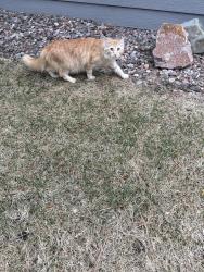 Found/Stray Unknown Cat last seen Peoria and Cornell , Aurora, CO 80014