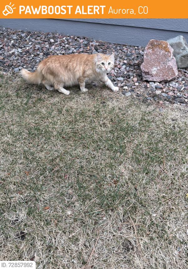 Found/Stray Unknown Cat last seen Peoria and Cornell , Aurora, CO 80014