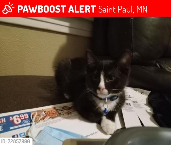 Lost Male Cat last seen Hazel st. , Saint Paul, MN 55101