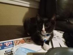 Lost Male Cat last seen Hazel st. , Saint Paul, MN 55101