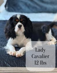 Lost Female Dog last seen Dunbar cave rd , swan lake rd , Clarksville, TN 37043