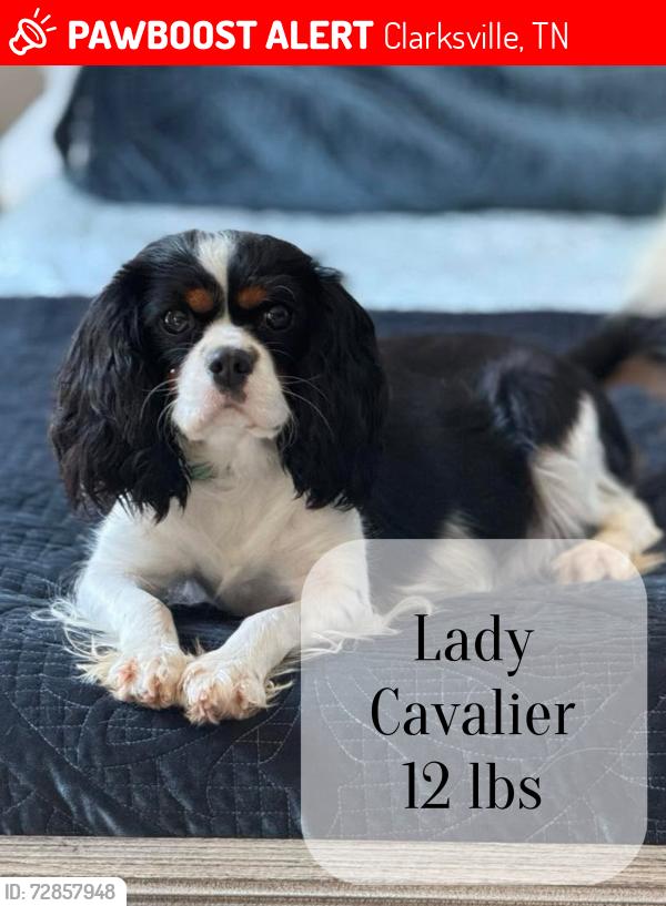 Lost Female Dog last seen Dunbar cave rd , swan lake rd , Clarksville, TN 37043