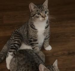 Lost Male Cat last seen Taco John’s , Spokane, WA 99207