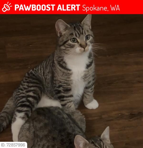 Lost Male Cat last seen Taco John’s, Spokane, WA 99207