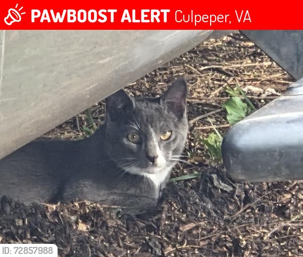 Lost Male Cat last seen Sunflower dr.   And silver star ln both connected to  cranberry lane behind our hse in directions he went... this is a new  he was kept inside for 2 days after we moved here he dont know the area ..., Culpeper, VA 22701