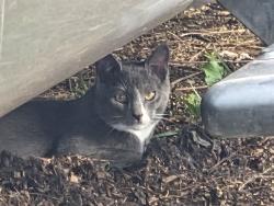 Lost Male Cat last seen Sunflower dr.   And silver star ln both connected to  cranberry lane behind our hse in directions he went... this is a new  he was kept inside for 2 days after we moved here he dont know the area ..., Culpeper, VA 22701