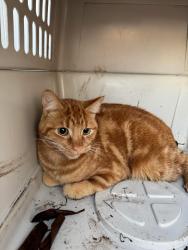 Lost Male Cat last seen Hanington road , Ladysmith, BC V9G 1N1