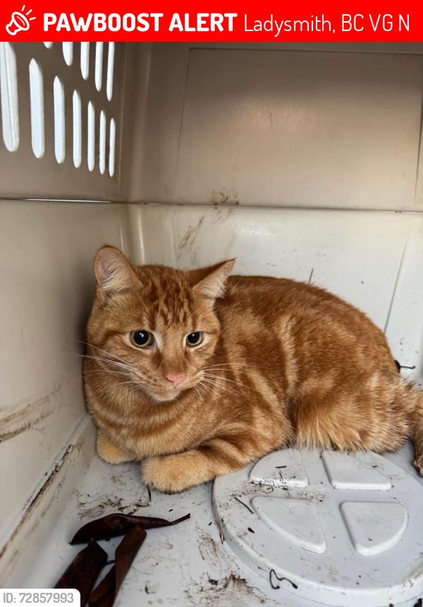Lost Male Cat last seen Hanington road , Ladysmith, BC V9G 1N1