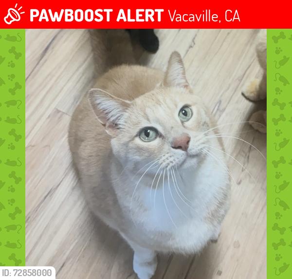 Lost Male Cat last seen Westgate Drive , Vacaville, CA 95687