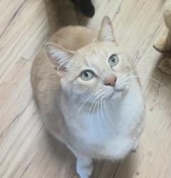 Lost Male Cat last seen Westgate Drive , Vacaville, CA 95687