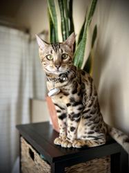 Lost Female Cat last seen Greenway, Dominican, Henderson, NV 89002