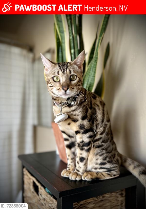 Lost Female Cat last seen Greenway, Dominican, Henderson, NV 89002