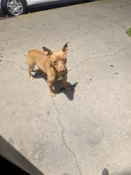 Found/Stray Male Dog last seen West Vernon and Vermont , Los Angeles, CA 90037