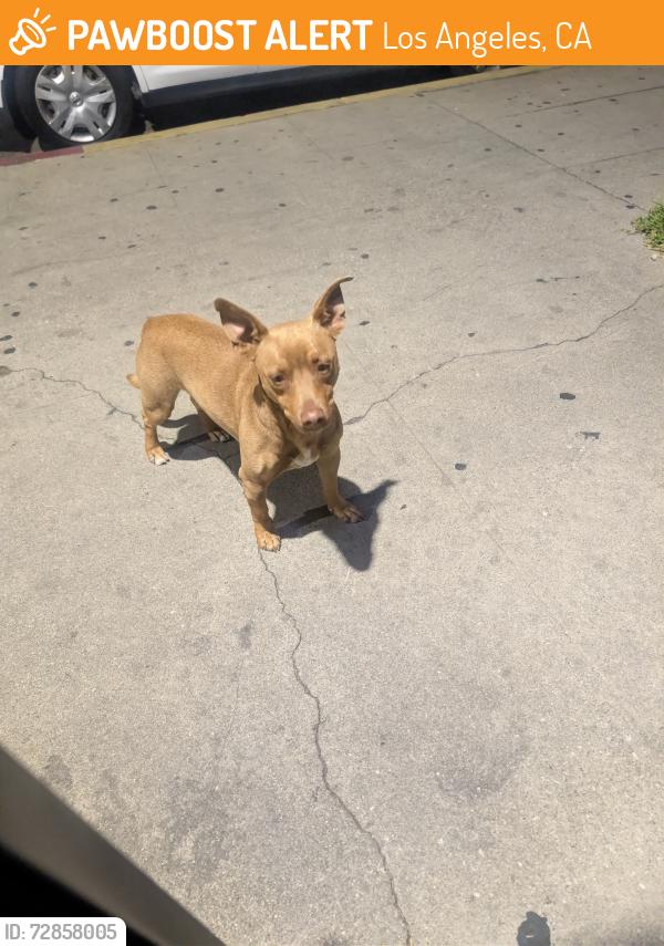 Found/Stray Male Dog last seen West Vernon and Vermont , Los Angeles, CA 90037