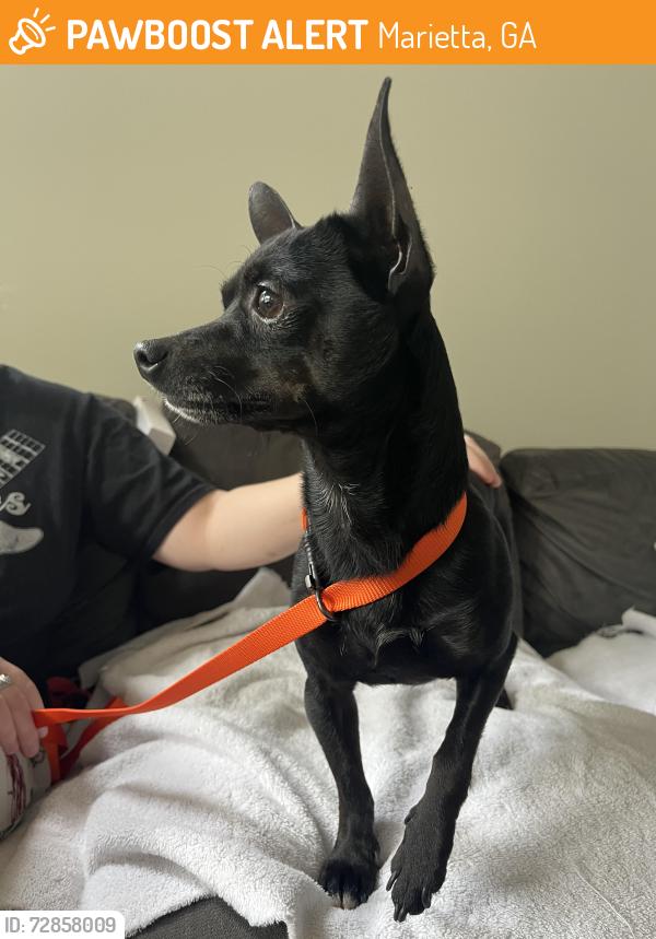 Found/Stray Male Dog last seen Atoka Dr off of Windy hill road , Marietta, GA 30060