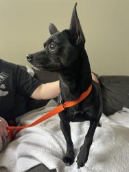 Found/Stray Male Dog last seen Atoka Dr off of Windy hill road , Marietta, GA 30060