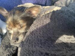 Lost Male Dog last seen Planet Fitness , Norcross, GA 30093
