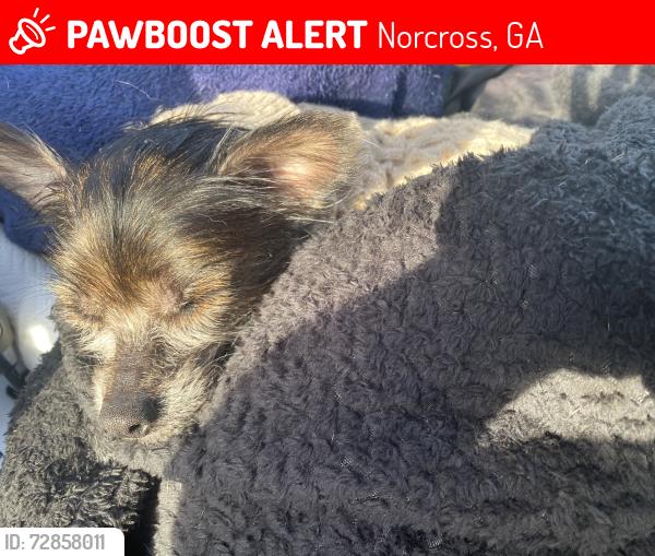 Lost Male Dog last seen Planet Fitness , Norcross, GA 30093
