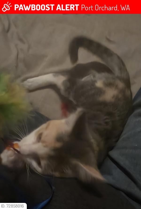 Lost Female Cat last seen Harris , Port Orchard, WA 98366