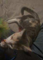 Lost Female Cat last seen Harris , Port Orchard, WA 98366