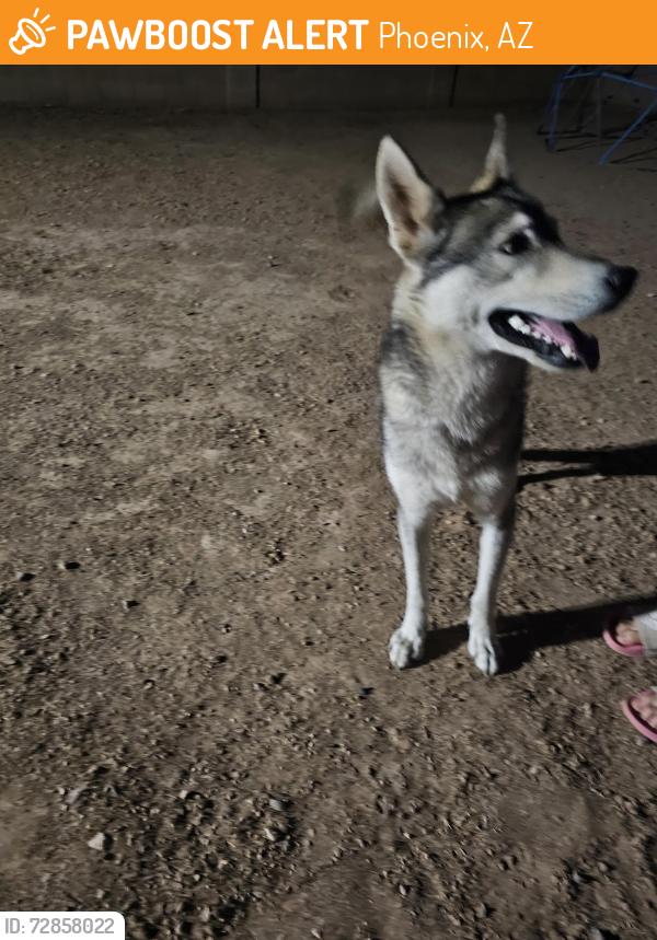 Found/Stray Male Dog last seen 100th Ln Country place neighborhood, Phoenix, AZ 85353