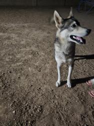 Found/Stray Male Dog last seen 100th Ln Country place neighborhood, Phoenix, AZ 85353