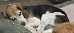 Found/Stray Female Dog last seen Wheeler Ridge, Bryan - TX, Bryan, TX 77802