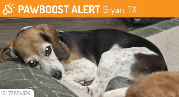Found/Stray Female Dog last seen Wheeler Ridge, Bryan - TX, Bryan, TX 77802