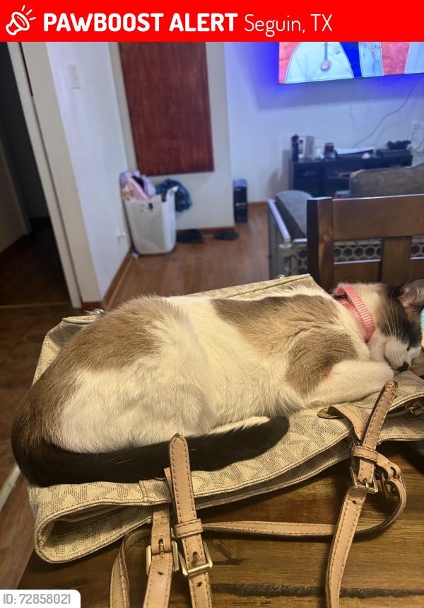 Lost Female Cat last seen Cedar St, Seguin Tx, Seguin, TX 78155