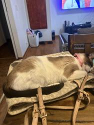 Lost Female Cat last seen Cedar St, Seguin Tx, Seguin, TX 78155