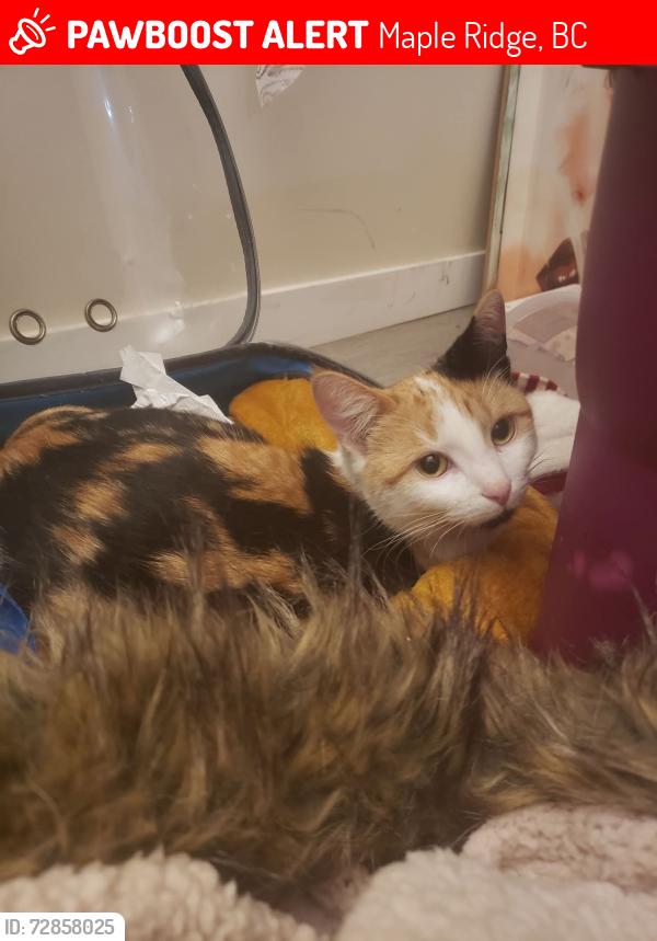 Lost Female Cat last seen  Across from Salvation army shelter close to the church  , Maple Ridge, BC 