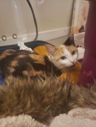 Lost Female Cat last seen  Across from Salvation army shelter close to the church  , Maple Ridge, BC 