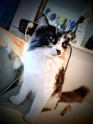 Lost Female Cat last seen Mount Gravatt Capalaba rd, Wishart, QLD 4122