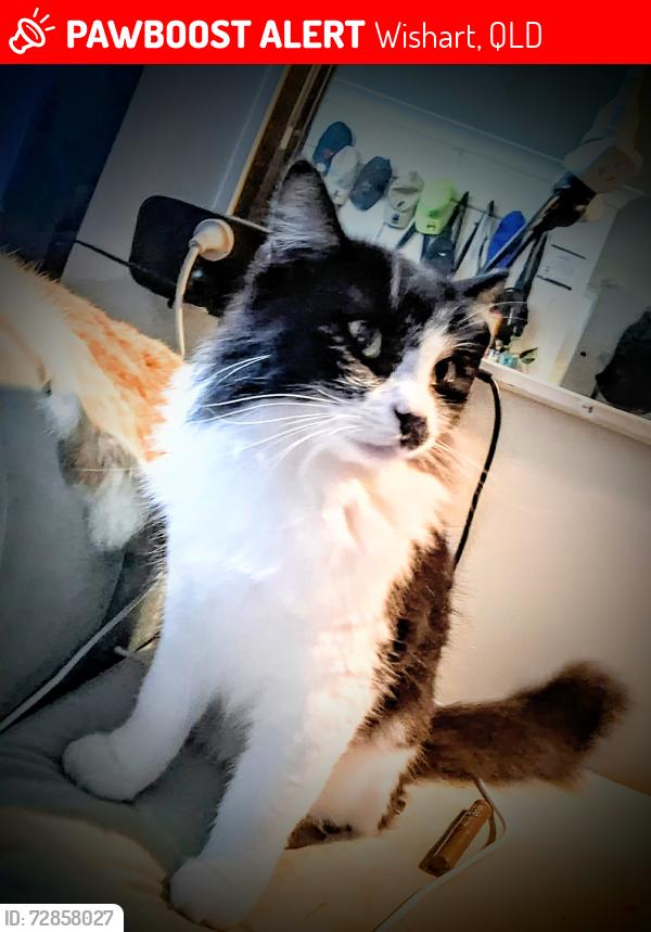 Lost Female Cat last seen Mount Gravatt Capalaba rd, Wishart, QLD 4122