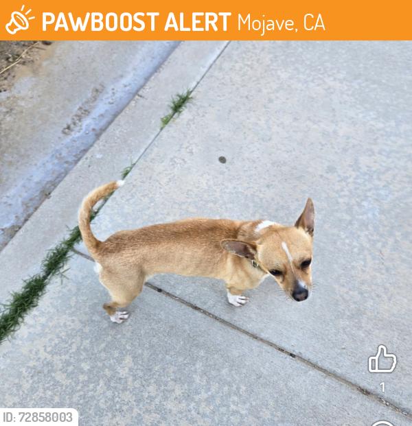 Found/Stray Male Dog last seen Gregory Dr and Lawrence Dr, Mojave, CA 93501