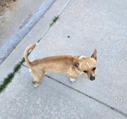 Found/Stray Male Dog last seen Gregory Dr and Lawrence Dr, Mojave, CA 93501
