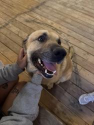 Found/Stray Male Dog last seen Across from USC Upstate, Valley Falls, SC 29303