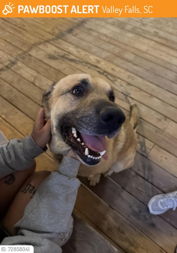 Found/Stray Male Dog last seen Across from USC Upstate, Valley Falls, SC 29303