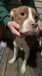 Found/Stray Male Dog last seen on adams, Peoria Heights, IL 61616