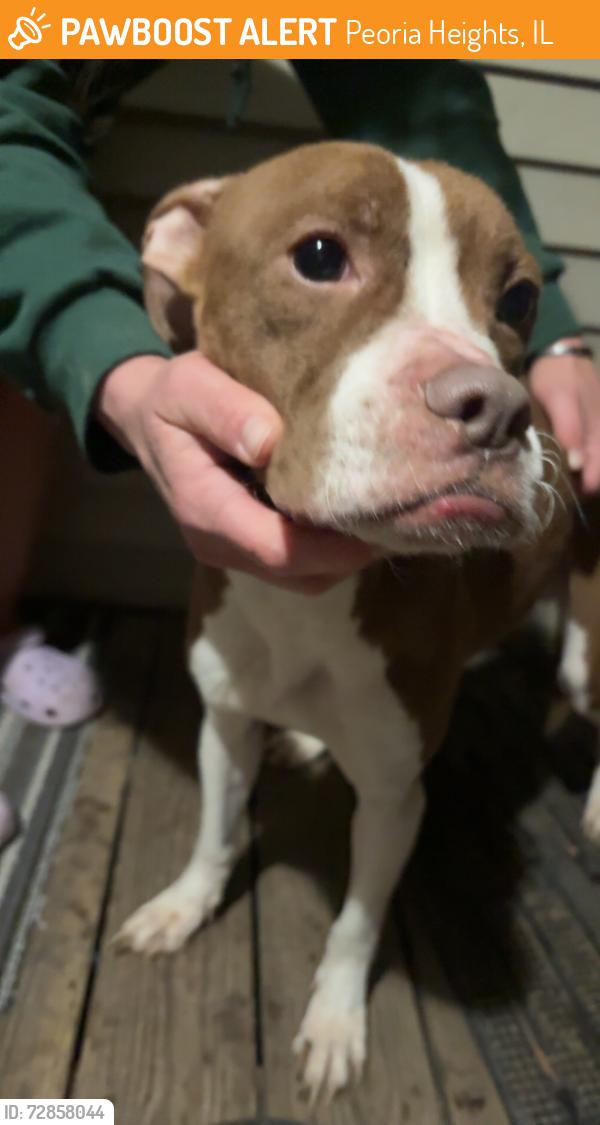 Found/Stray Male Dog last seen on adams, Peoria Heights, IL 61616