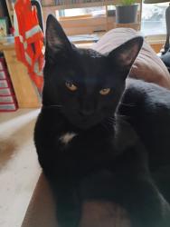 Lost Male Cat last seen Bob straib, Springfield, OR 97478