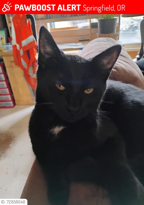 Lost Male Cat last seen Bob straib, Springfield, OR 97478