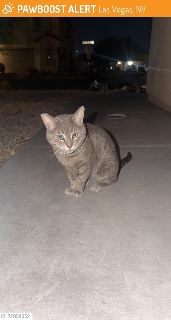 Found/Stray Unknown Cat last seen lamb and bonanza , Las Vegas, NV 89110