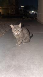 Found/Stray Unknown Cat last seen lamb and bonanza , Las Vegas, NV 89110