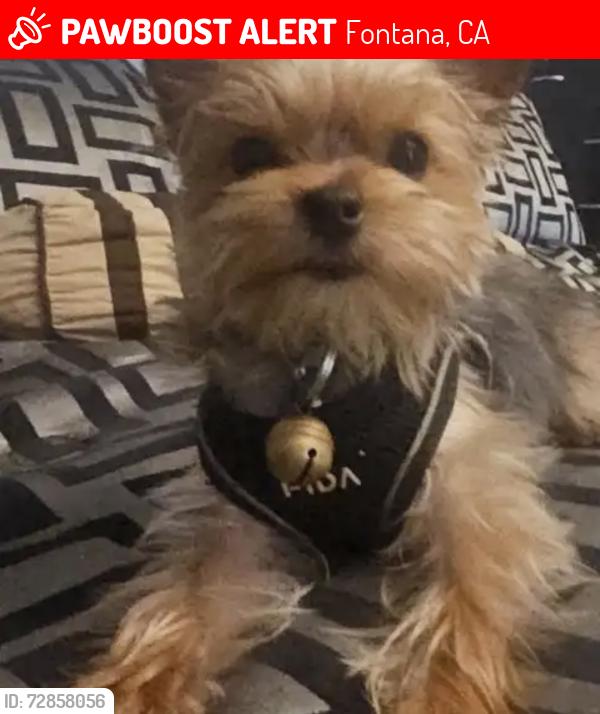 Lost Male Dog last seen Miller and Almeria Avenue, Fontana, CA 92336