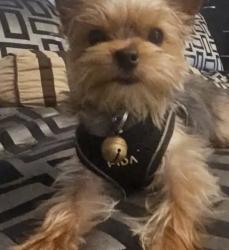 Lost Male Dog last seen Miller and Almeria Avenue, Fontana, CA 92336