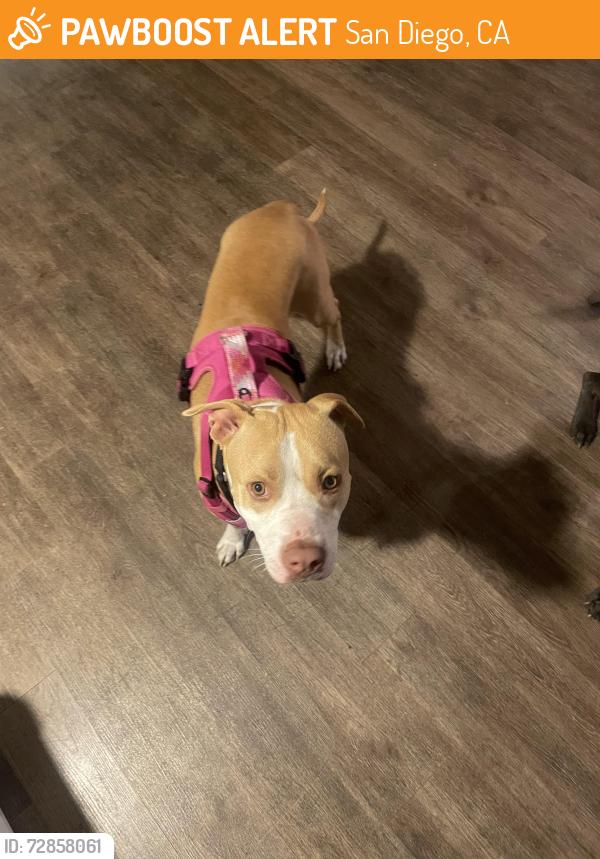 Found/Stray Female Dog last seen Euclid Ave and Orange, San Diego, CA 92105