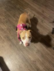 Found/Stray Female Dog last seen Euclid Ave and Orange, San Diego, CA 92105